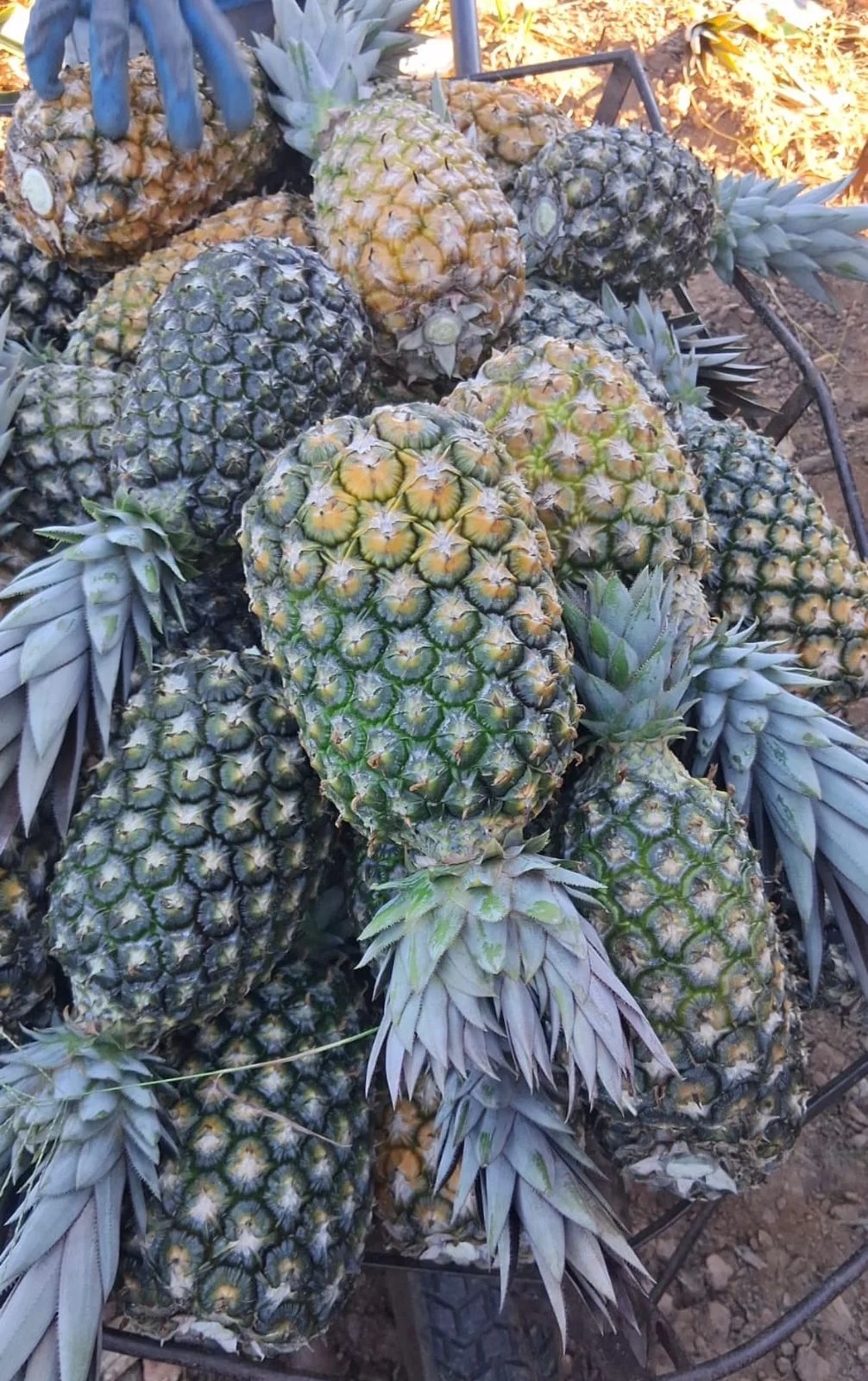 Abacaxis da Gran Naturallis reunidos após a colheita