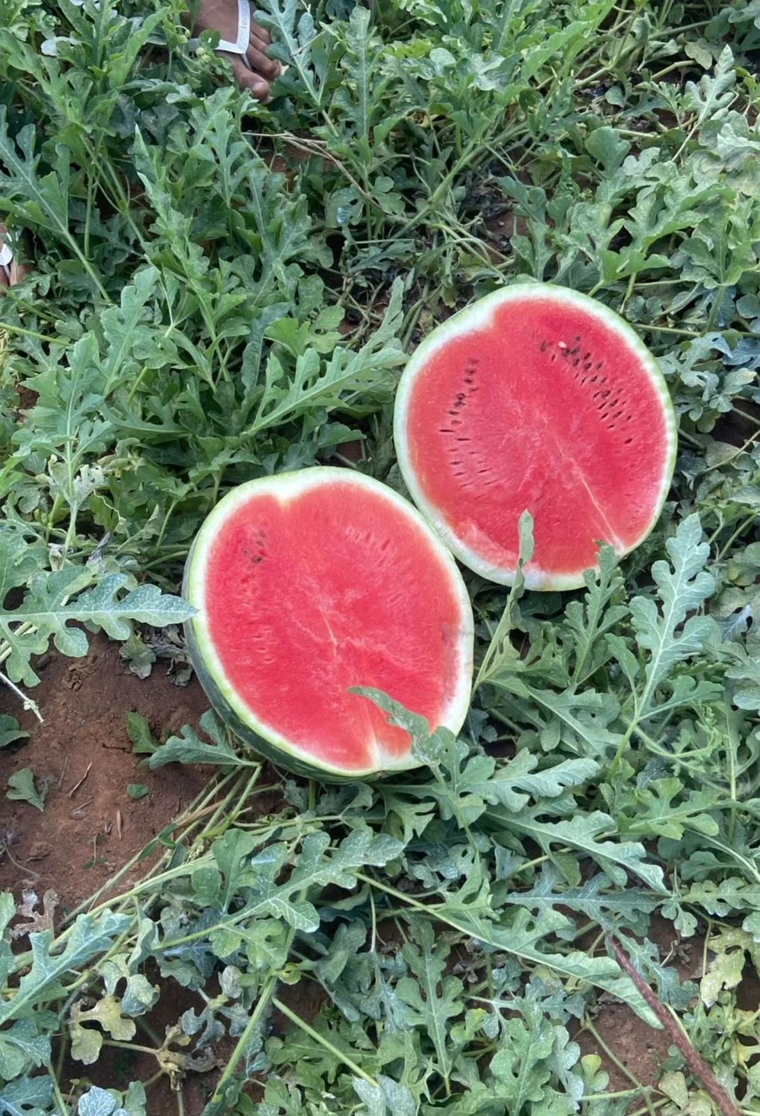 Melancia de polpa vermelha cortada ao meio na plantação